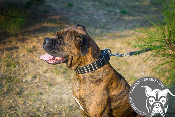 Boxer black leather collar of high quality studded for any activity