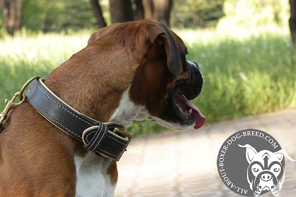 Boxer black leather collar of high quality with riveted hardware for any activity