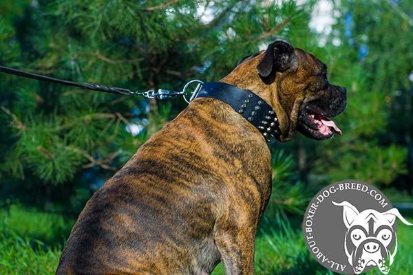 Boxer leather collar adjustable  with traditional buckle for daily activity