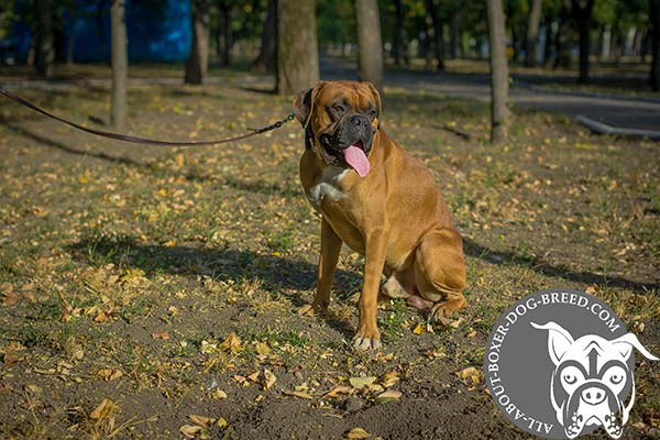 Boxer leather collar snugly fitted adorned with cones for daily walks