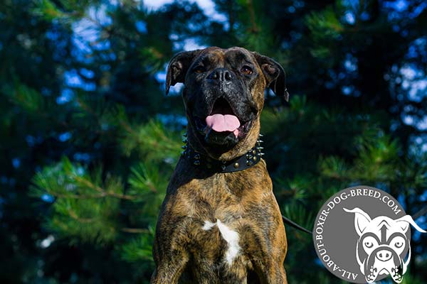 Boxer leather collar of high quality decorated with half-balls and spikes for stylish walks