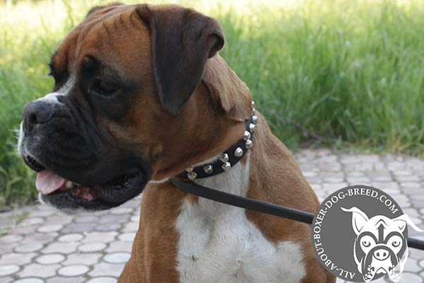 Boxer black leather collar adjustable  with handset cones for daily walks
