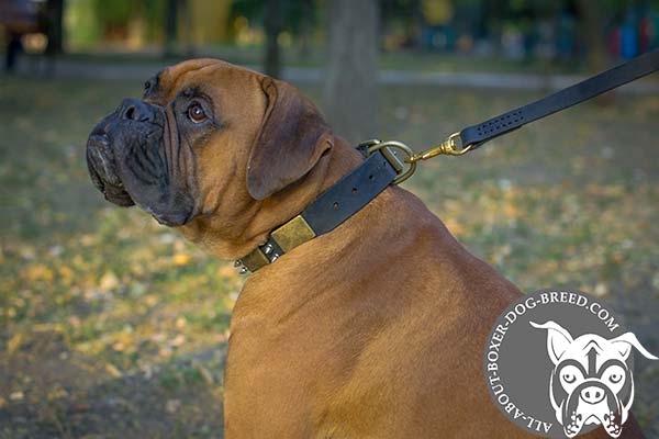 Boxer black leather collar with duly riveted hardware for daily activity