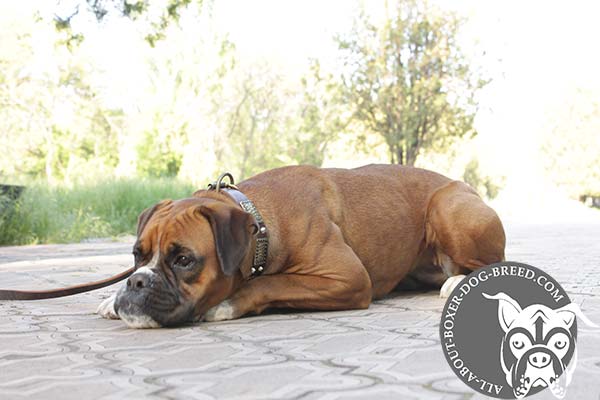 Boxer leather collar with rust-proof fittings for quality control