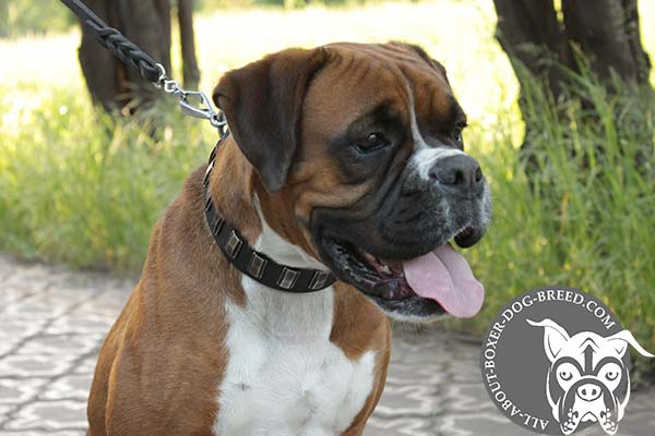 Boxer black leather collar with rustless plates for walking