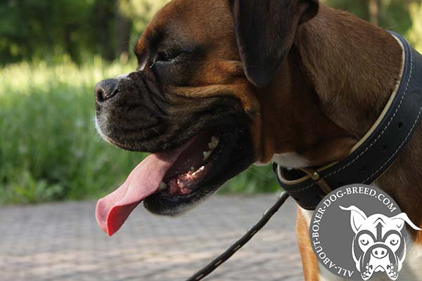 Boxer black leather collar padded with traditional buckle for professional use