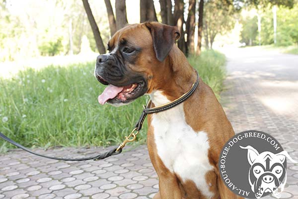 Boxer black leather collar Nappa padded with brass plated hardware for professional use