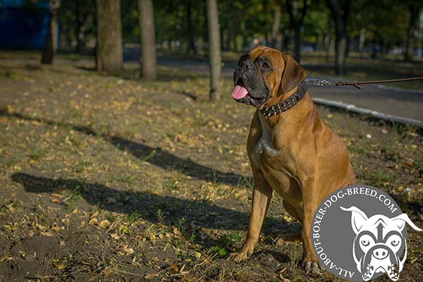 Boxer leather collar of genuine materials studded for stylish walks