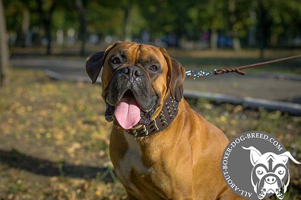 Boxer brown leather collar of genuine materials with spikes set in row for stylish walks