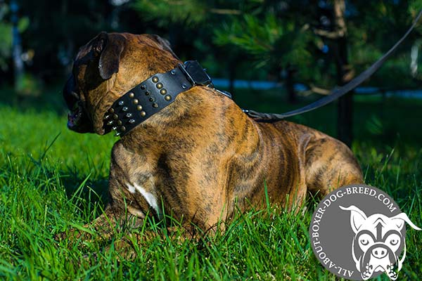 Boxer leather collar wide with traditional buckle for better comfort