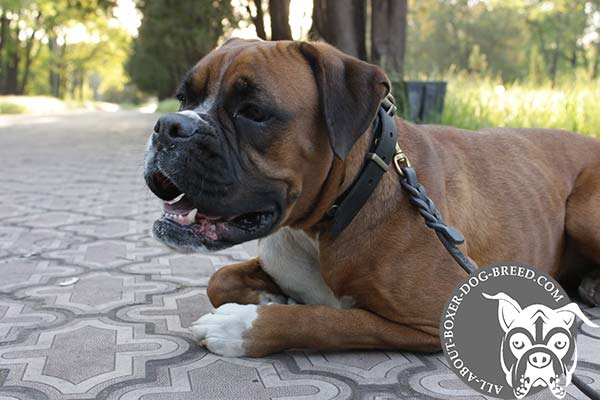 Boxer black leather collar with non-corrosive hardware for any activity