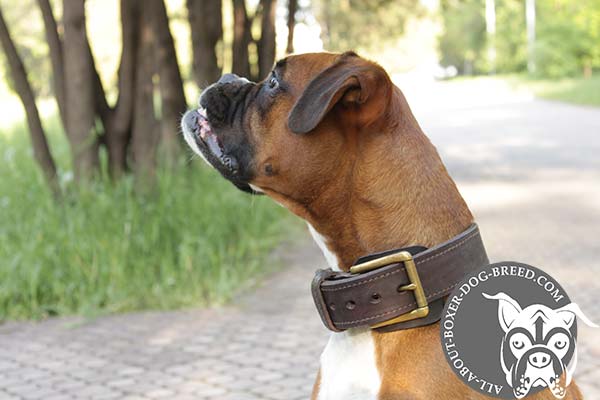 Boxer leather collar 2 ply with traditional buckle for daily activity