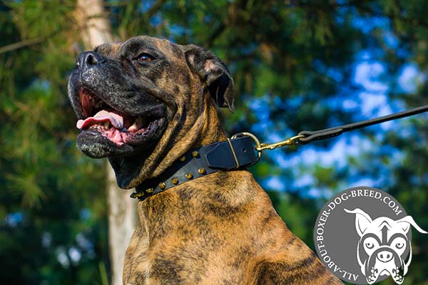 Boxer leather collar snugly fitted with traditional buckle for better comfort