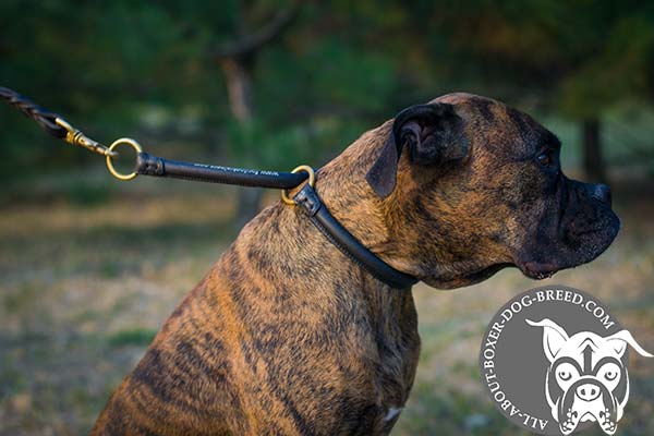 Boxer leather collar with rust-proof hardware for safe walking