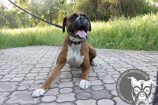 Boxer leather collar with duly riveted nickel plated hardware for daily walks