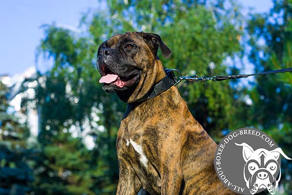 Boxer leather collar with corrosion resistant nickel plated hardware for walking