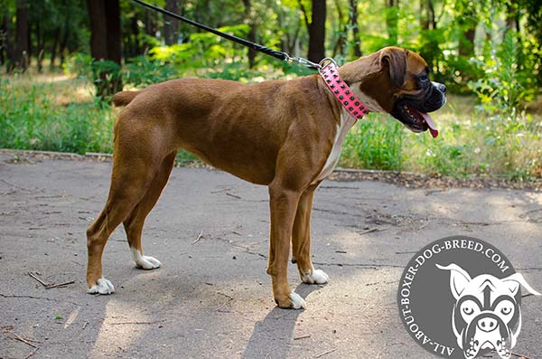 Boxer leather collar with rust-free fittings for daily activity