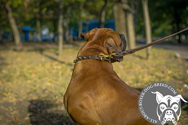 Boxer brown leather collar with vintage brass plated hardware for perfect control