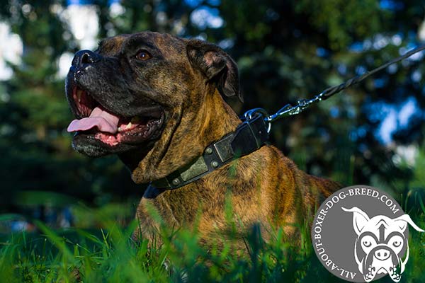 Boxer leather collar with non-corrosive hardware for pulling activity