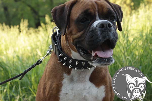 Boxer black leather collar snugly fitted adorned with spikes for daily activity