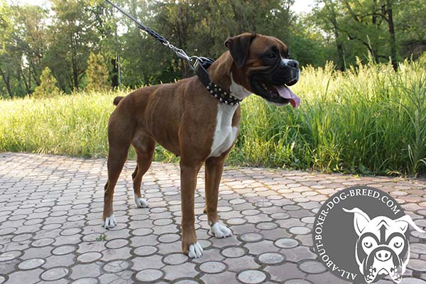 Boxer black leather collar snugly fitted with riveted studs for any activity