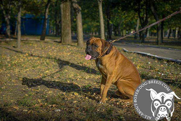 Boxer brown leather collar easy-to-adjust with brass plated fittings for utmost comfort