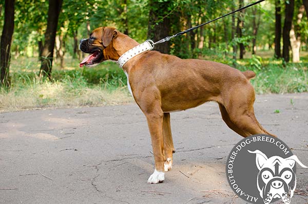 Boxer leather collar of high quality decorated with spikes for walking in style