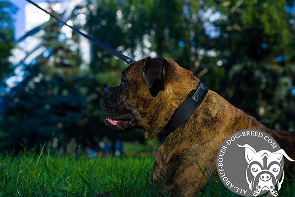 Boxer black leather collar wide with name plate for daily walks