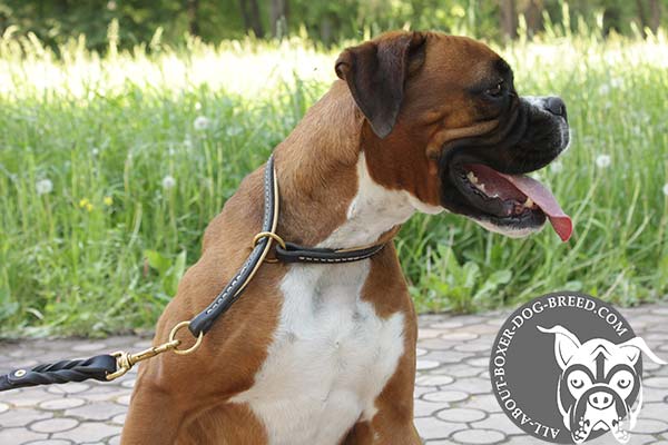 Boxer black leather collar with strong brass plated hardware for safe walking