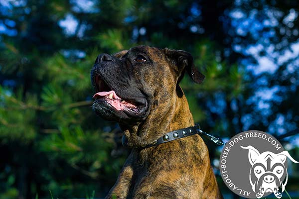 Boxer black leather collar of genuine materials spiked for daily walks