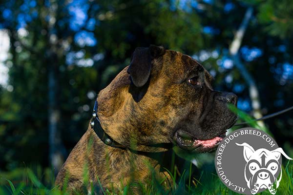 Boxer black leather collar with durable hardware for quality control