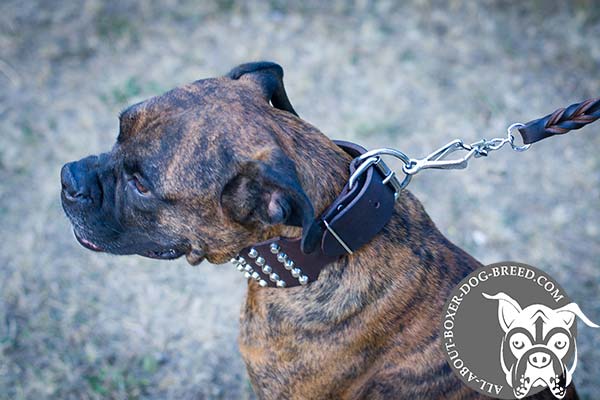 Boxer leather collar with durable hardware for walking