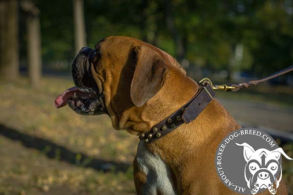 Boxer leather collar wide with handset cones for walking