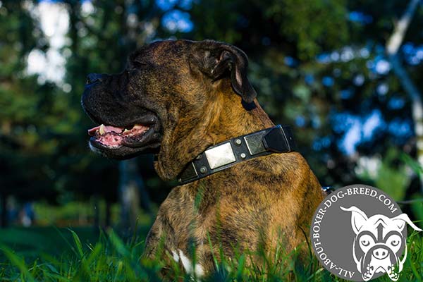 Boxer black leather collar with vintage plates for safe walking