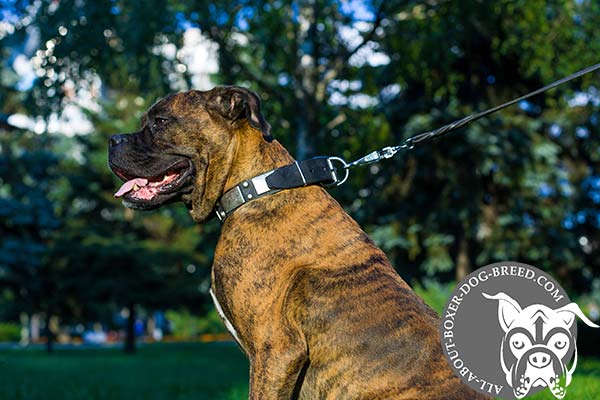 Boxer leather collar with vintage fittings for daily walks