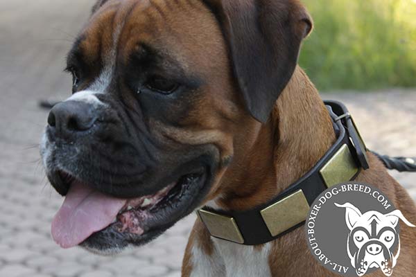 Boxer black leather collar with vintage plates for walking in style