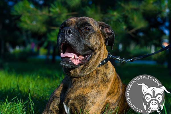 Boxer black leather collar with vintage brass plated fittings for stylish walks