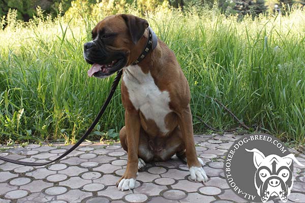 Boxer brown leather collar with vintage nickel plated fittings for any activity