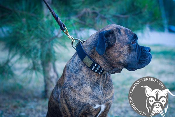 Boxer black leather collar wide decorated with spikes, studs and plates for safe walking