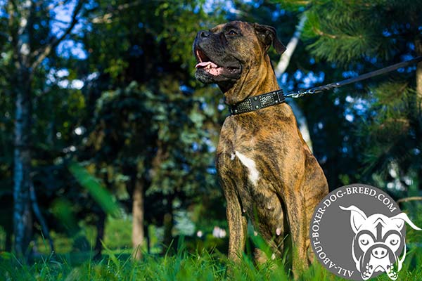 Boxer leather collar wide with plates for walking