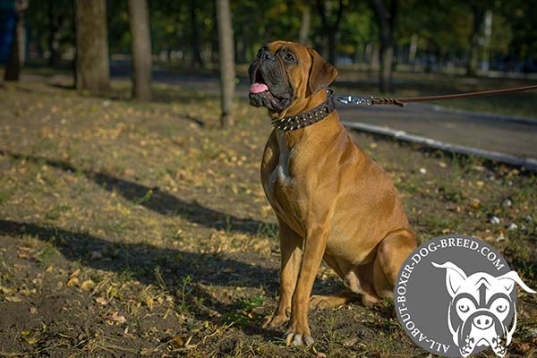 Boxer brown leather collar of high quality with spikes set in row for walking