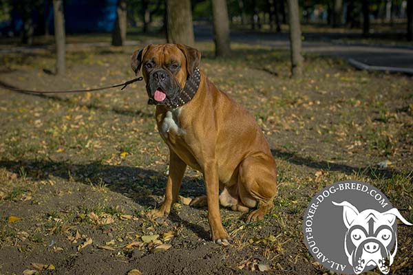 Boxer leather collar of high quality studded for any activity