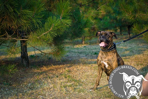 Boxer nylon collar with rust-proof spikes for safe walking