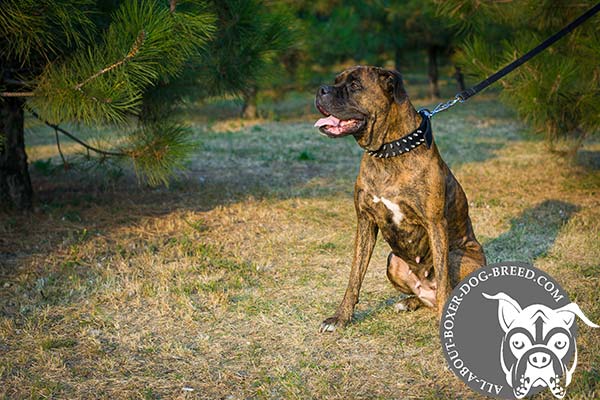 Boxer nylon collar of lightweight material with handset spikes for daily activity