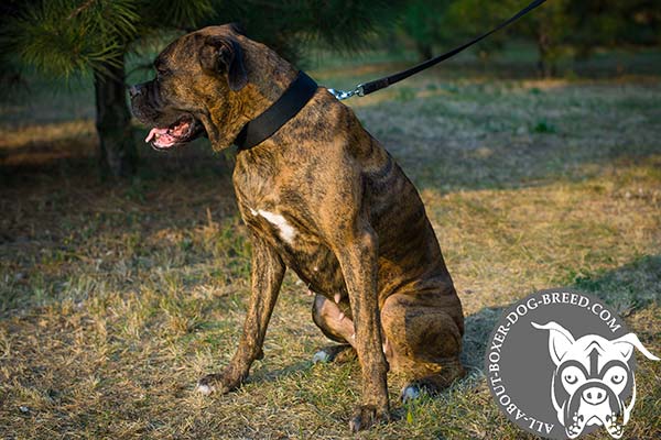 Boxer nylon collar wide with nickel plated hardware for professional use