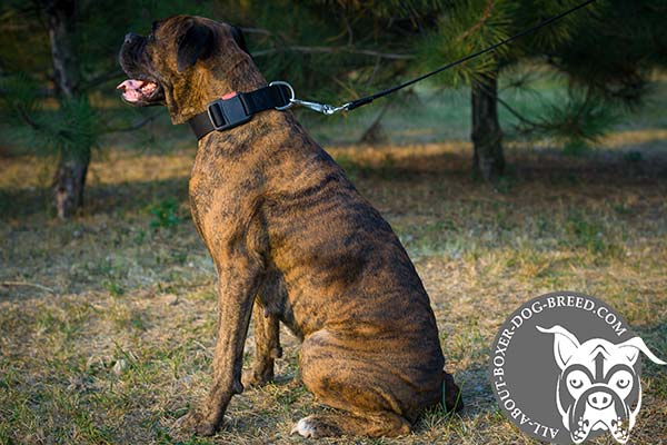Boxer nylon collar wide with nickel plated hardware for improved control