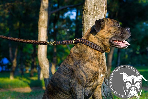 Buckled Leather Choke Collar for Boxer