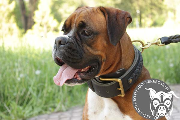 Leather Boxer Collar with Strong Brass Buckle