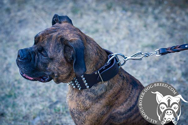 Leather Boxer Collar with Nickel Plated Hardware