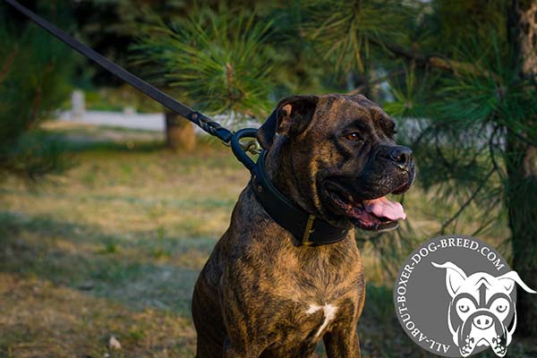 Stitched Boxer Collar with Rustless Hardware